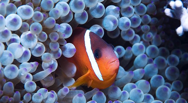 Secret_Ocean_trailer_image